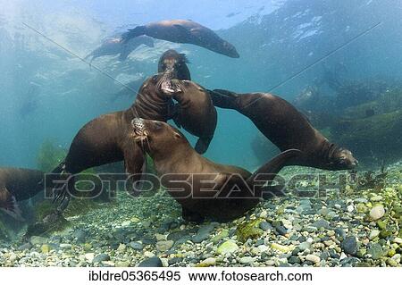 California Sea Lion (Zalophus californianus), San Benito Island, Mexico, Central America View Large Photo Image Stock Photography - California Sea Lion (Zalophus californianus), San Benito Island, Mexico, Central America. Fotosearch