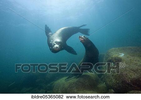 California sea lions (Zalophus californianus), Cabo Pulmo National Park, Baja California Sur, Mexico, Central America View Large Photo Image Stock Image - California sea lions (Zalophus californianus), Cabo Pulmo National Park, Baja California Sur, Mexico, Central America. Fotosearch