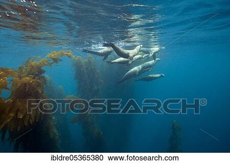 California sea lions (Zalophus californianus), San Benito Island, Mexico, Central America View Large Photo Image Stock Image - California sea lions (Zalophus californianus), San Benito Island, Mexico, Central America. Fotosearch