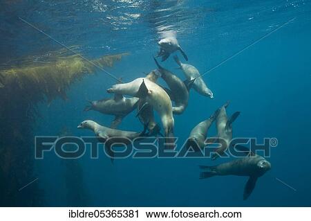 California sea lions (Zalophus californianus), San Benito Island, Mexico, Central America View Large Photo Image Stock Image - California sea lions (Zalophus californianus), San Benito Island, Mexico, Central America. Fotosearch