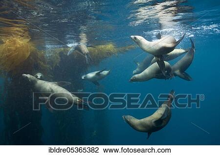 California sea lions (Zalophus californianus), San Benito Island, Mexico, Central America View Large Photo Image Stock Image - California sea lions (Zalophus californianus), San Benito Island, Mexico, Central America. Fotosearch