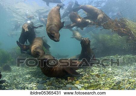 California sea lions (Zalophus californianus), Cedros Island, Mexico, Central America View Large Photo Image Stock Image - California sea lions (Zalophus californianus), Cedros Island, Mexico, Central America. Fotosearch