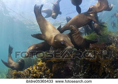 Stock Image - California sea lions (Zalophus californianus), Cedros Island, Mexico, Central America. Fotosearch