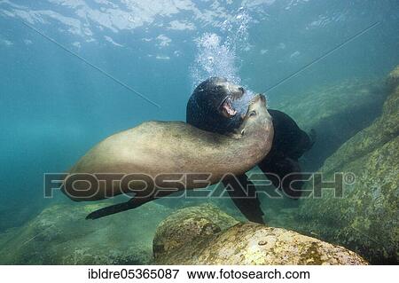 California sea lions (Zalophus californianus), Cabo Pulmo National Park, Baja California Sur, Mexico, Central America View Large Photo Image Stock Photo - California sea lions (Zalophus californianus), Cabo Pulmo National Park, Baja California Sur, Mexico, Central America. Fotosearch