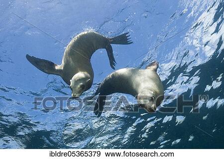 California sea lions (Zalophus californianus), San Benito Island, Mexico, Central America View Large Photo Image Stock Photo - California sea lions (Zalophus californianus), San Benito Island, Mexico, Central America. Fotosearch