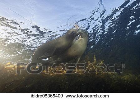 California sea lions (Zalophus californianus), Cedros Island, Mexico, Central America View Large Photo Image Stock Photo - California sea lions (Zalophus californianus), Cedros Island, Mexico, Central America. Fotosearch