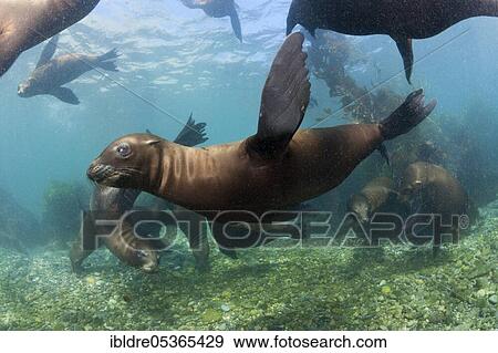 California sea lions (Zalophus californianus), Cedros Island, Mexico, Central America View Large Photo Image Stock Photo - California sea lions (Zalophus californianus), Cedros Island, Mexico, Central America. Fotosearch