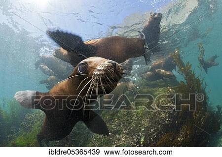 California sea lions (Zalophus californianus), Cedros Island, Mexico, Central America View Large Photo Image Stock Photo - California sea lions (Zalophus californianus), Cedros Island, Mexico, Central America. Fotosearch