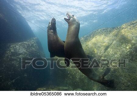 California sea lions (Zalophus californianus), Cabo Pulmo National Park, Baja California Sur, Mexico, Central America View Large Photo Image Stock Photograph - California sea lions (Zalophus californianus), Cabo Pulmo National Park, Baja California Sur, Mexico, Central America. Fotosearch