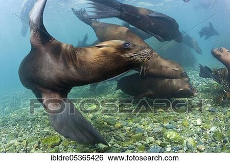 California sea lions (Zalophus californianus), Cedros Island, Mexico, Central America View Large Photo Image Stock Photograph - California sea lions (Zalophus californianus), Cedros Island, Mexico, Central America. Fotosearch