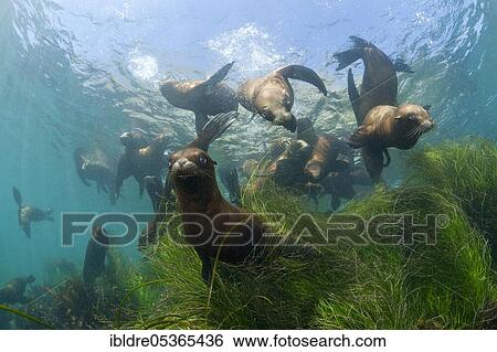 California sea lions (Zalophus californianus), Cedros Island, Mexico, Central America View Large Photo Image Stock Photograph - California sea lions (Zalophus californianus), Cedros Island, Mexico, Central America. Fotosearch