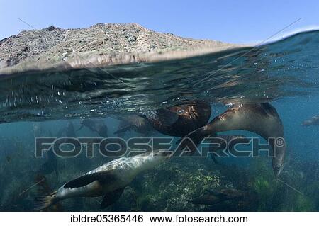 California sea lions (Zalophus californianus), Cedros Island, Mexico, Central America View Large Photo Image Stock Photograph - California sea lions (Zalophus californianus), Cedros Island, Mexico, Central America. Fotosearch