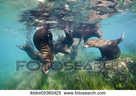 California sea lions (Zalophus californianus), Cedros Island, Mexico, Central America View Large Photo Image Stock Photography - California sea lions (Zalophus californianus), Cedros Island, Mexico, Central America. Fotosearch