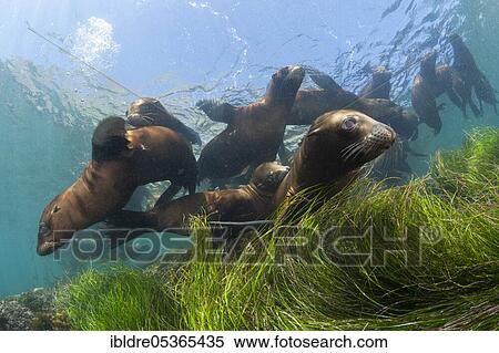 California sea lions (Zalophus californianus), Cedros Island, Mexico, Central America View Large Photo Image Stock Photography - California sea lions (Zalophus californianus), Cedros Island, Mexico, Central America. Fotosearch