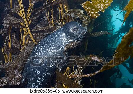 Stock Photography - California seal (Phoca vitulina) richardsi, Cedros Island, Mexico, Central America. Fotosearch