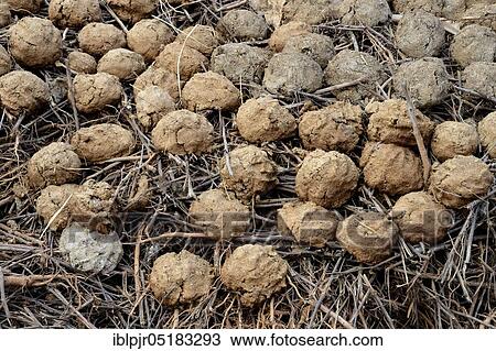 Camel dung formed into balls, laid out to dry, Harran, Turkey, Asia View Large Photo Image Stock Image - Camel dung formed into balls, laid out to dry, Harran, Turkey, Asia. Fotosearch