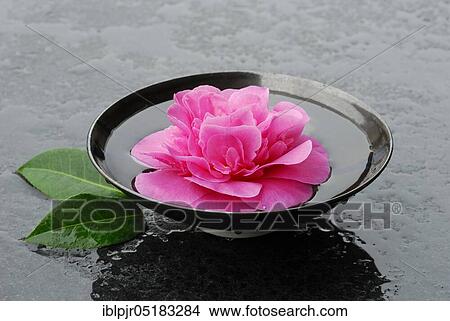 Picture - Camellia flower (Camellia japonica) in bowl with water, variety Debbie. Fotosearch