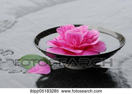 Camellia flower (Camellia japonica) in bowl with water, variety Debbie View Large Photo Image Stock Photography - Camellia flower (Camellia japonica) in bowl with water, variety Debbie. Fotosearch