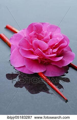 Stock Photo - Camellia flower (Camellia japonica) variety Debbie, Chopsticks. Fotosearch