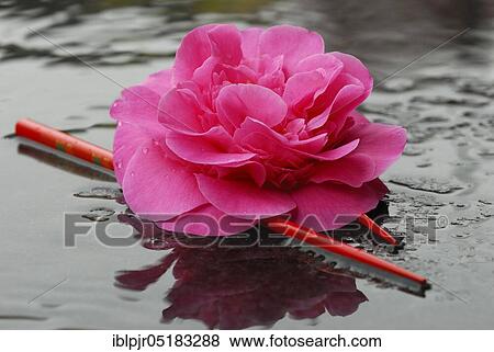 Camellia flower (Camellia japonica) variety Debbie, Chopsticks View Large Photo Image Stock Photo - Camellia flower (Camellia japonica) variety Debbie, Chopsticks. Fotosearch