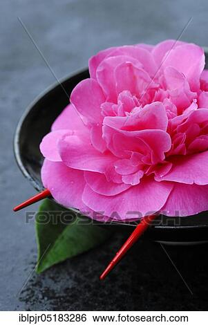 Camellia flower (Camellia japonica) variety Debbie, in bowl, chopsticks View Large Photo Image Stock Photograph - Camellia flower (Camellia japonica) variety Debbie, in bowl, chopsticks. Fotosearch