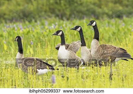 Canada geese (Branta canadensis), adult and juvenile swamp animals, La Mauricie National Park, Quebec, Canada, North America View Large Photo Image Stock Photo - Canada geese (Branta canadensis), adult and juvenile swamp animals, La Mauricie National Park, Quebec, Canada, North America. Fotosearch