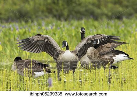 Stock Photography - Canada geese (Branta canadensis), adult and juvenile swamp animals, La Mauricie National Park, Quebec, Canada, North America. Fotosearch