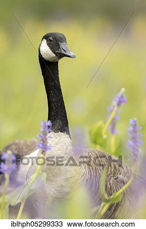 Stock Image - Canada goose (Branta canadensis) in the swamp, La Mauricie National Park, Quebec, Canada, North America. Fotosearch