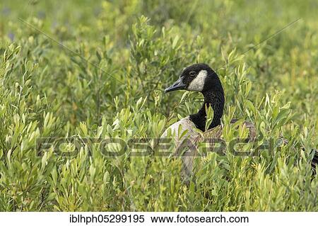 Canada goose (Branta canadensis), La Mauricie National Park, Quebec, Canada, North America View Large Photo Image Stock Photography - Canada goose (Branta canadensis), La Mauricie National Park, Quebec, Canada, North America. Fotosearch