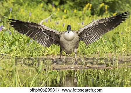 Canada goose (Branta canadensis) on the lakeshore, flapping its wings, La Mauricie National Park, Quebec, Canada, North America View Large Photo Image Stock Photo - Canada goose (Branta canadensis) on the lakeshore, flapping its wings, La Mauricie National Park, Quebec, Canada, North America. Fotosearch