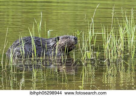 Canadian beaver (Castor fiber canadensis), Forillon national park, Quebec, Canada, North America View Large Photo Image Picture - Canadian beaver (Castor fiber canadensis), Forillon national park, Quebec, Canada, North America. Fotosearch