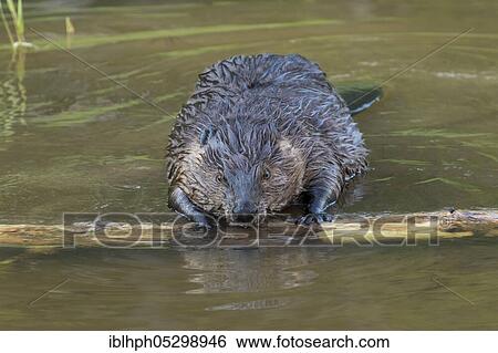 Canadian beaver (Castor fiber canadensis), Forillon national park, Quebec, Canada, North America View Large Photo Image Stock Photograph - Canadian beaver (Castor fiber canadensis), Forillon national park, Quebec, Canada, North America. Fotosearch