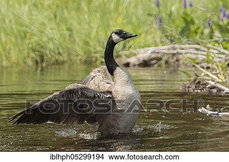 Canadian goose flapping wings (Branta canadensis), La Mauricie National Park, Quebec, Canada, North America View Large Photo Image Picture - Canadian goose flapping wings (Branta canadensis), La Mauricie National Park, Quebec, Canada, North America. Fotosearch