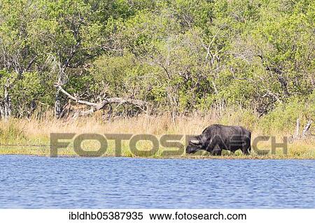 Stock Photography - Cape buffalo (Syncerus caffer), Moremi Game Reserve, Okavango Delta, Botswana, Africa. Fotosearch