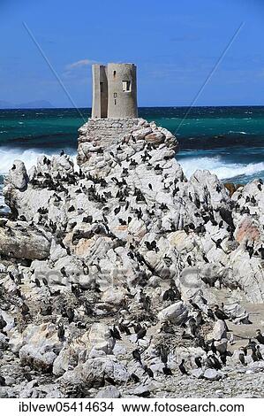 Picture - Cape Cormorant (Phalacrocorax capensis), breeding colony, Penguin Nature Reserve, Stony Point, Western Cape, South Africa, Africa. Fotosearch