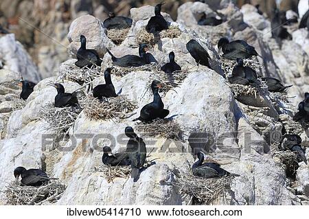 Stock Image - Cape Cormorant (Phalacrocorax capensis), breeding colony, Penguin Nature Reserve, Stony Point, Western Cape, South Africa, Africa. Fotosearch