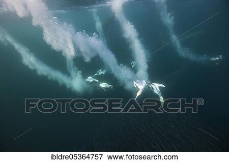 Stock Photo - Cape Gannets (Morus capensis) hunting Sardines, Indian Ocean, Wild Coast, South Africa, Africa. Fotosearch