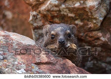 Cape hyrax (Procavia capensis), Namibia, Africa View Large Photo Image Stock Image - Cape hyrax (Procavia capensis), Namibia, Africa. Fotosearch