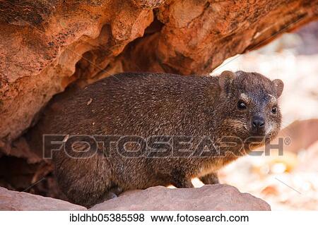 Cape hyrax (Procavia capensis), Namibia, Africa View Large Photo Image Stock Photo - Cape hyrax (Procavia capensis), Namibia, Africa. Fotosearch