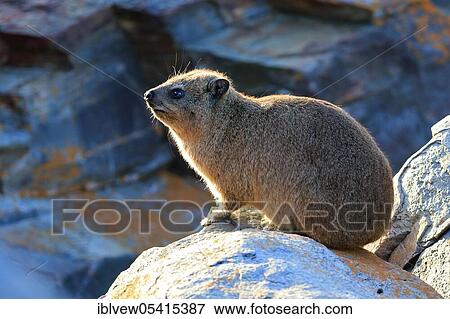 Stock Photo - Cape hyrax (Procavia capensis), Storms River Mouth, Tsitsikama National Park, Western Cape, South Africa, Africa. Fotosearch