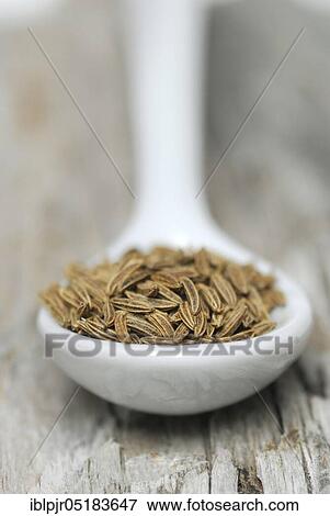 Caraway ( Carum carvi) seeds in porcelain spoon View Large Photo Image Stock Photo - Caraway ( Carum carvi) seeds in porcelain spoon. Fotosearch