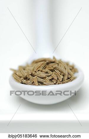 Caraway ( Carum carvi) seeds in porcelain spoon View Large Photo Image Stock Photograph - Caraway ( Carum carvi) seeds in porcelain spoon. Fotosearch