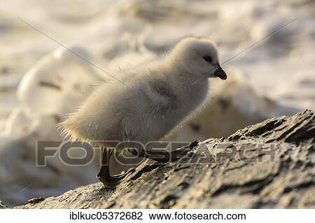 Carcass Island (Chloephaga hybrida), White-fronted Goose, Goose, Falkland Islands, United Kingdom, South America View Large Photo Image Stock Image - Carcass Island (Chloephaga hybrida), White-fronted Goose, Goose, Falkland Islands, United Kingdom, South America. Fotosearch