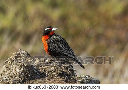 Carcass Island, long-tailed soldier blackbird (Sturnella loyca), Falkland Islands, Great Britain, South America View Large Photo Image Stock Image - Carcass Island, long-tailed soldier blackbird (Sturnella loyca), Falkland Islands, Great Britain, South America. Fotosearch