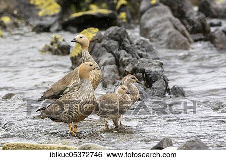 Stock Photograph - Carcass Island, Red-headed Goose (Chloephaga rubidiceps), Falkland Islands, Great Britain, South America. Fotosearch