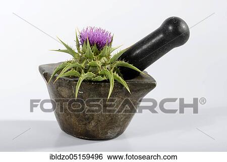 Carduus marianus, fever thistle, lady's thistle, thistle (Silybum marianum), goosegrass, Venus thistle, white thistle, mortar View Large Photo Image Stock Photograph - Carduus marianus, fever thistle, lady's thistle, thistle (Silybum marianum), goosegrass, Venus thistle, white thistle, mortar. Fotosearch
