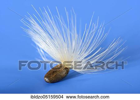 Carduus marianus, seeds, fever thistle, lady's thistle, medicinal thistle (Silybum marianum), lady's thistle, seeds, prickly pears, goosegrass, Venus thistle, white thistle, flying seeds View Large Photo Image Picture - Carduus marianus, seeds, fever thistle, lady's thistle, medicinal thistle (Silybum marianum), lady's thistle, seeds, prickly pears, goosegrass, Venus thistle, white thistle, flying seeds. Fotosearch