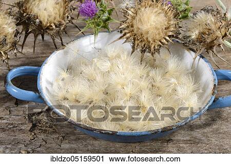 Carduus marianus, seeds, fever thistle, lady's thistle, medicinal thistle (Silybum marianum), lady's thistle, seeds, prickly pears, goosegrass, Venus thistle, white thistle, flying seeds View Large Photo Image Stock Image - Carduus marianus, seeds, fever thistle, lady's thistle, medicinal thistle (Silybum marianum), lady's thistle, seeds, prickly pears, goosegrass, Venus thistle, white thistle, flying seeds. Fotosearch