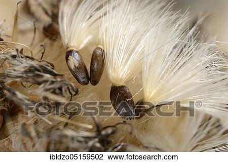 Stock Image - Carduus marianus, seeds, fever thistle, lady's thistle, medicinal thistle (Silybum marianum), lady's thistle, seeds, prickly pears, goosegrass, Venus thistle, white thistle, flying seeds. Fotosearch