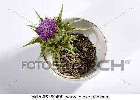 Stock Photo - Carduus marianus, seeds, milk thistle seed, fever thistle, lady's thistle, medicinal thistle (Silybum marianum), lady's thistle, mary thistle, mary thistle seeds, mary thistle, Venus thistle, white thistle. Fotosearch